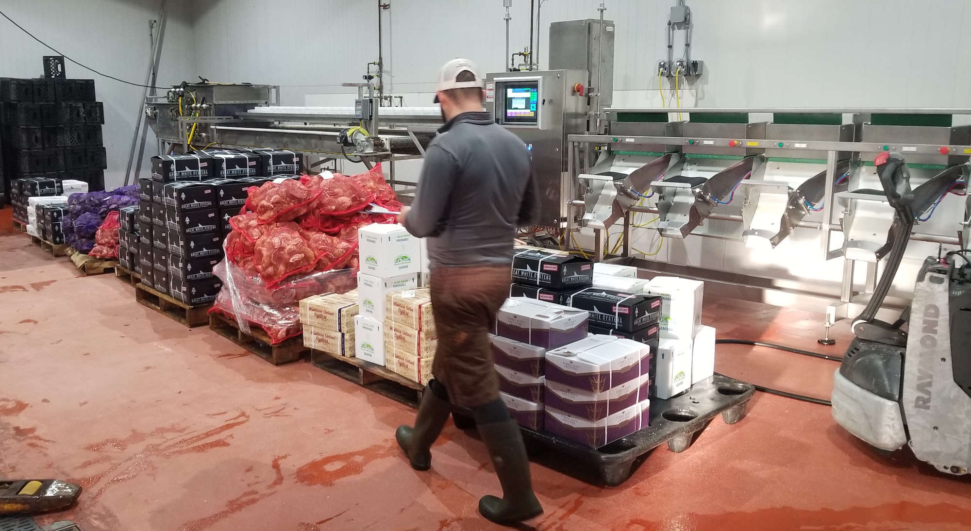 Hammerhead Oysters Cape Cod Oyster Company